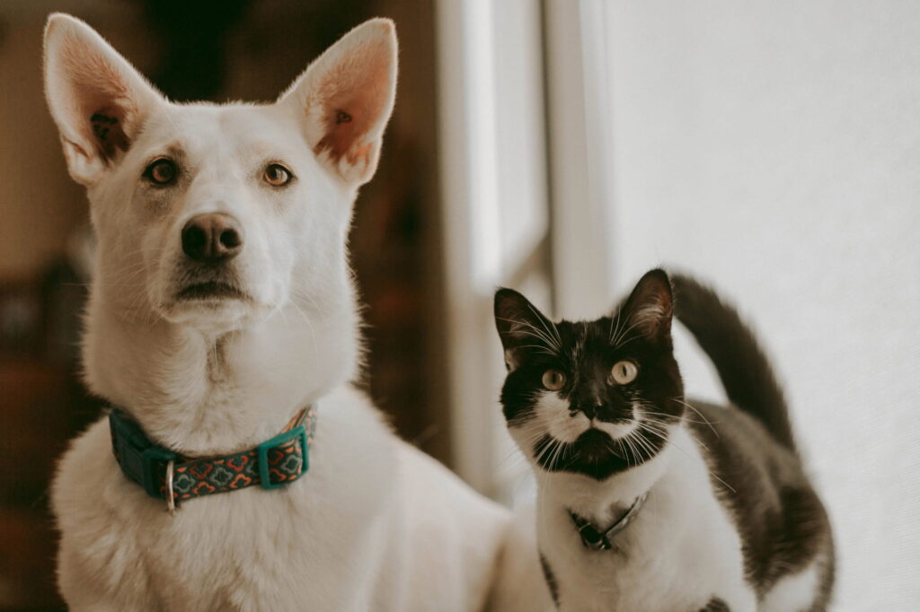 The Right Diet Plan for Your Pet’s Age